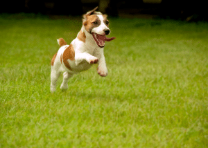 Essential Tips for Maintaining a Healthy Lawn While Keeping Your Pets Safe