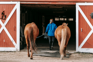 How to Design a Clean, Well-Ventilated Barn for Healthier Animals