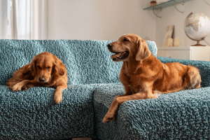 Your Pet-Friendly Home: A No-Stress Guide to Style and Practicality