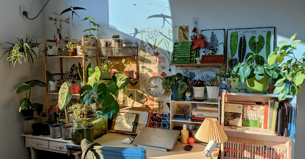 Best Dorm Room Plants for Busy College Students