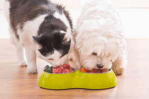 10 Healthy Feeding Habits Every Dog and Cat Owner Should Know
