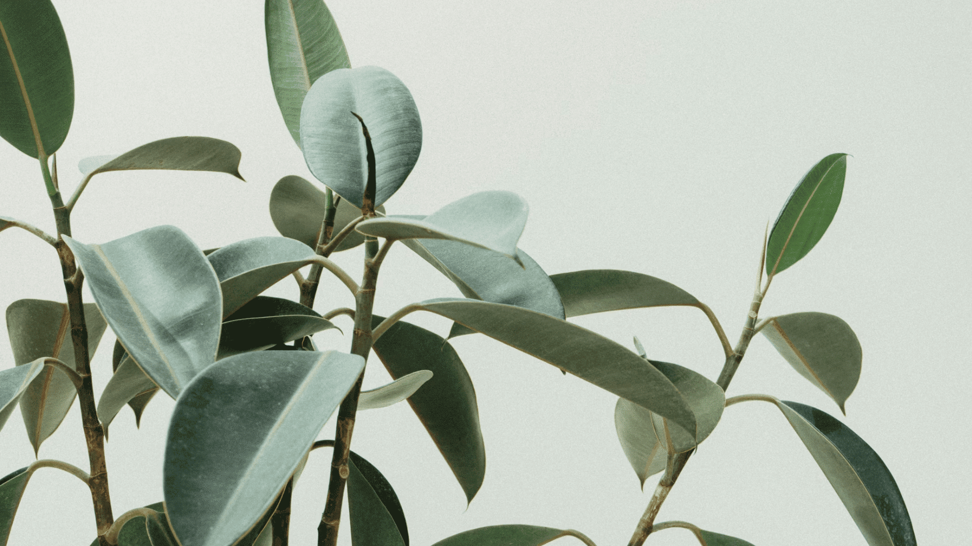 Selecting Plants for Lasting Impact