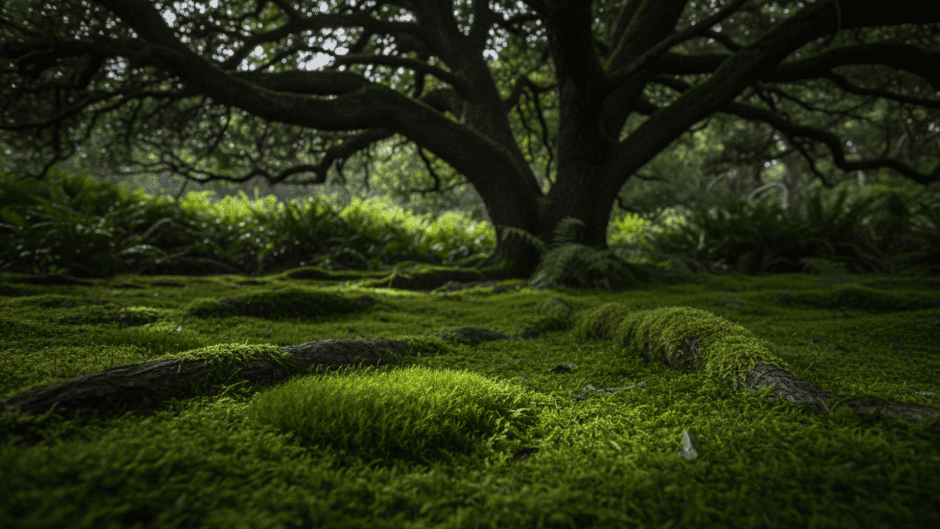 Moss Garden