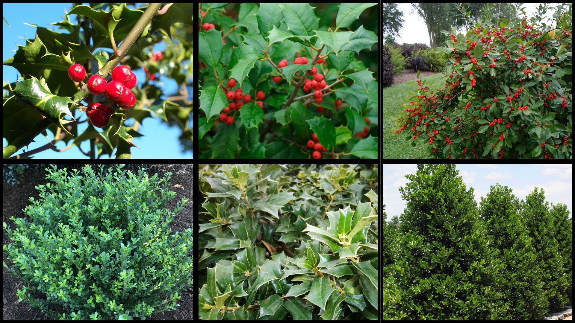 Types of Holly with Their Growth Rate