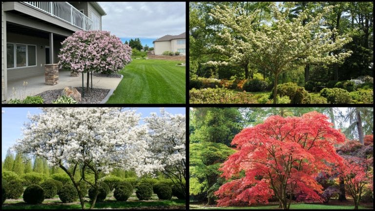 best small trees for front yard tree gems