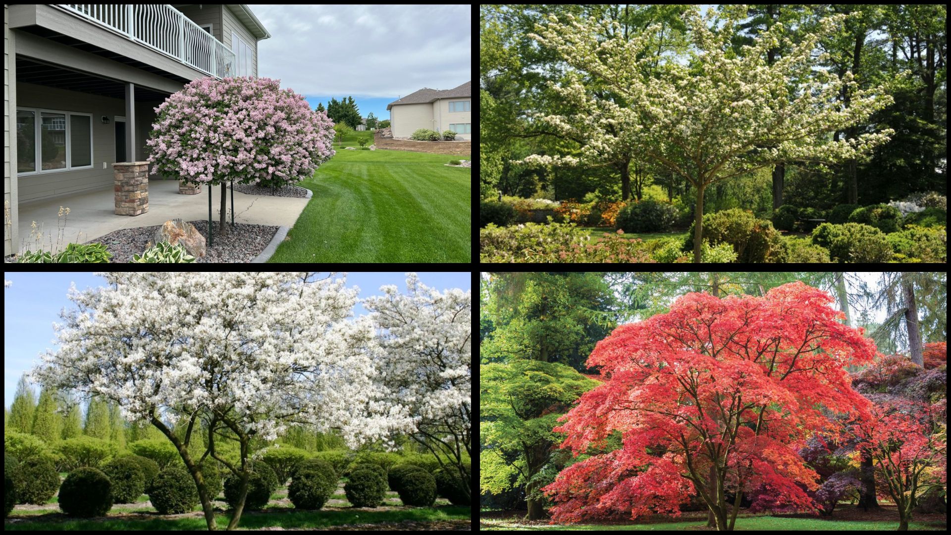 best small trees for front yard tree gems