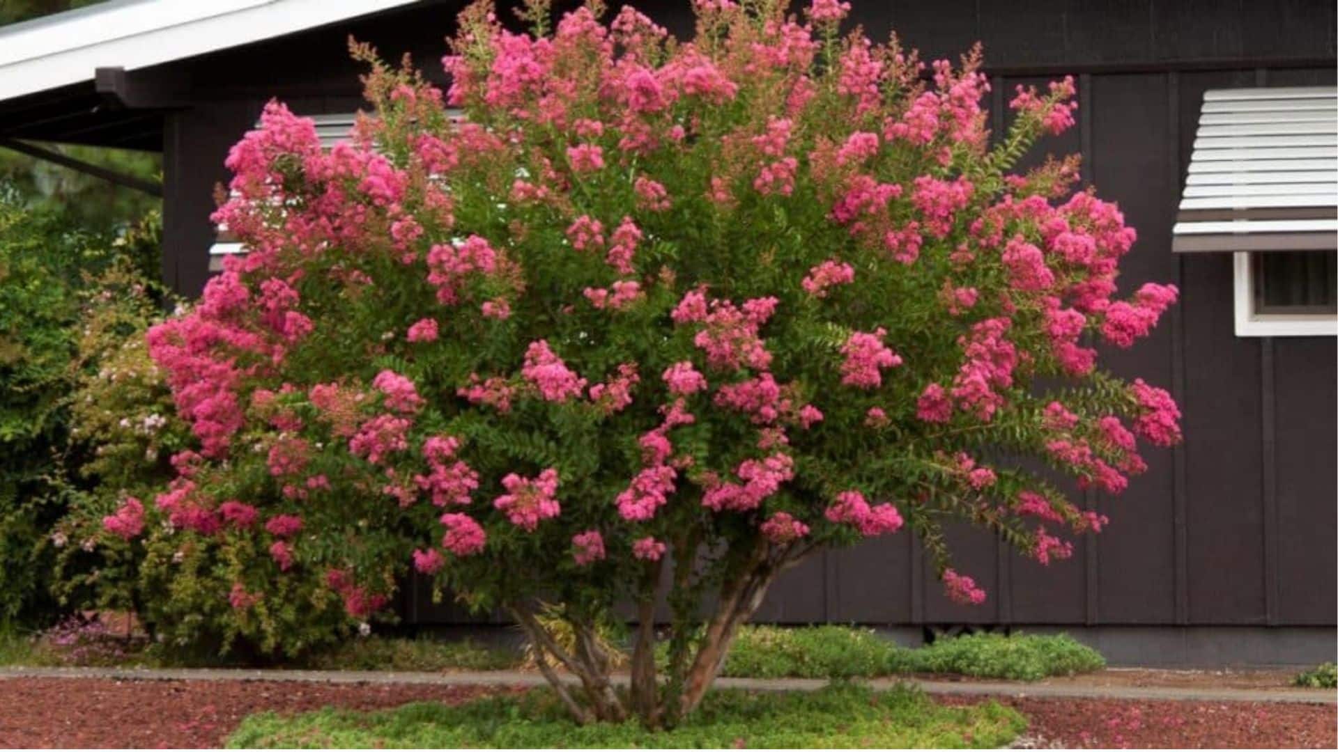 crape myrtle