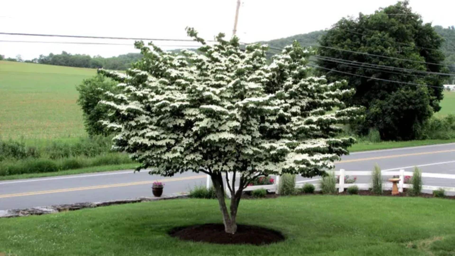dogwood