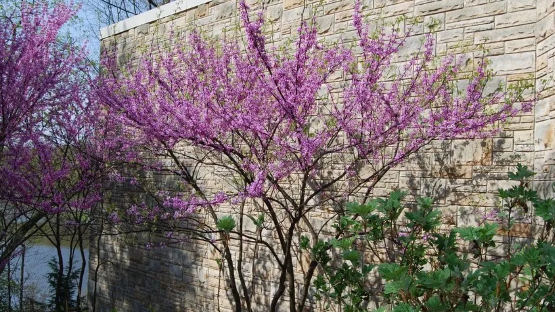 eastern redbud