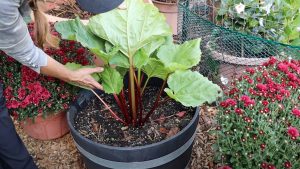growing rhubarb in pots