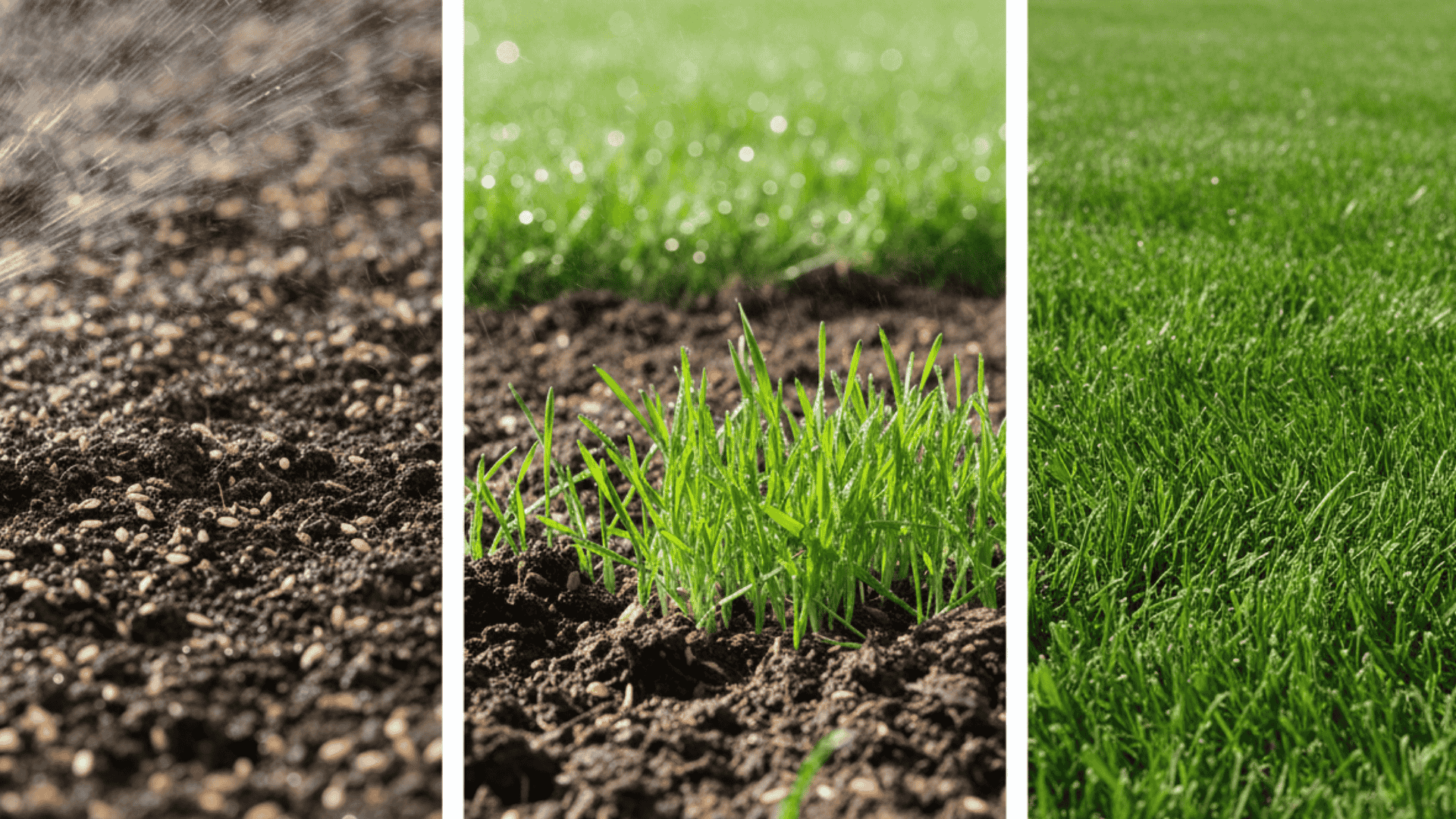 how often to water grass seed at Different Stages