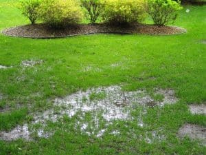How Sewer Problems Can Quietly Ruin Your Yard and What Raleigh Homeowners Should Know