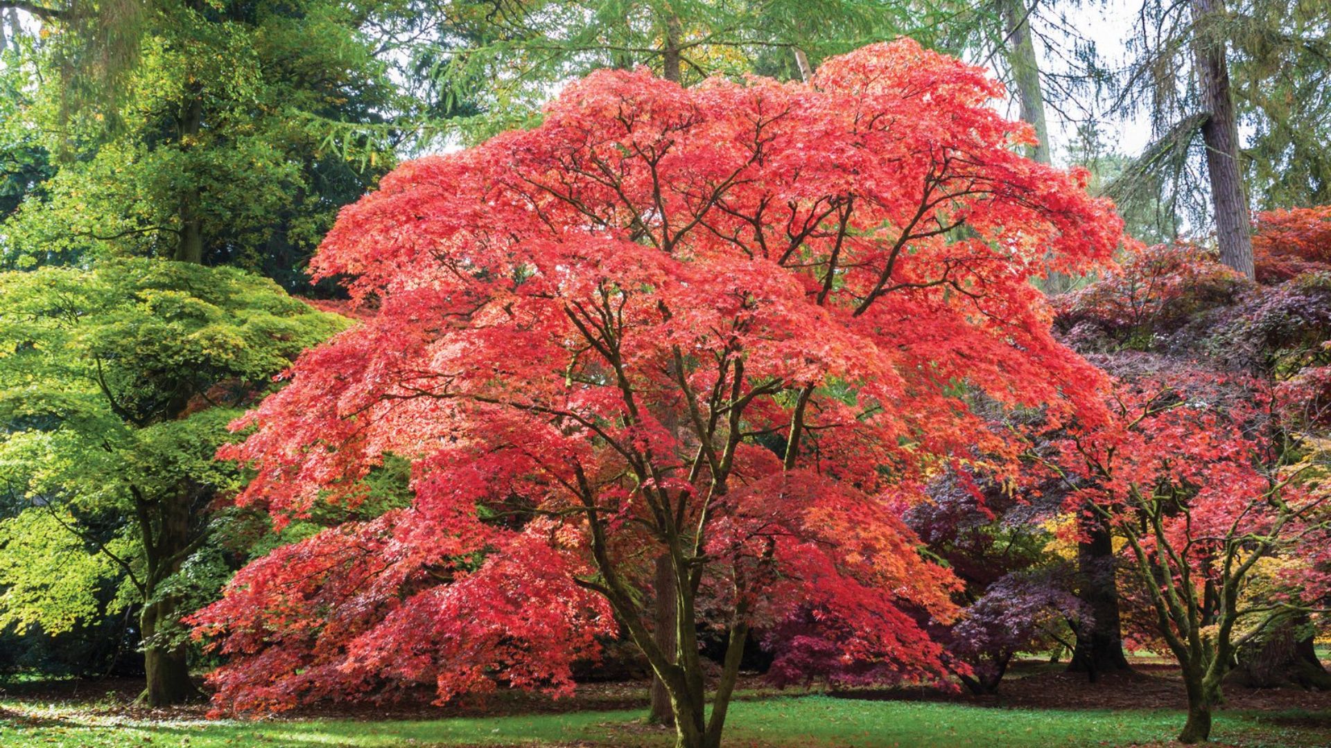 japanese maple