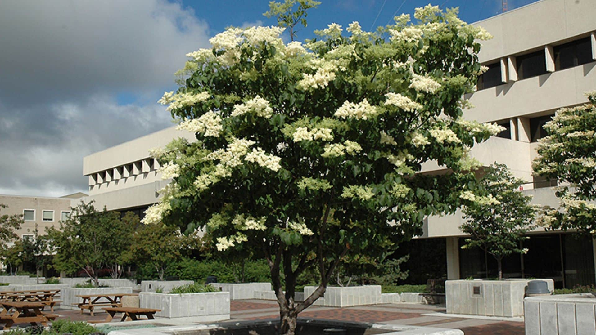 japanese tree lilac