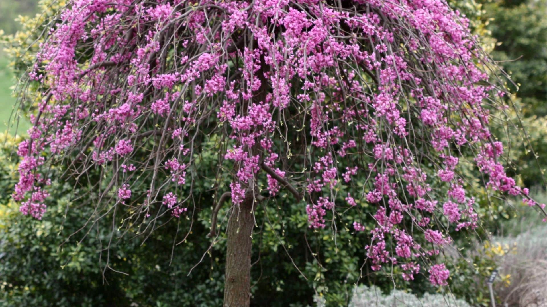lavender twist redbud
