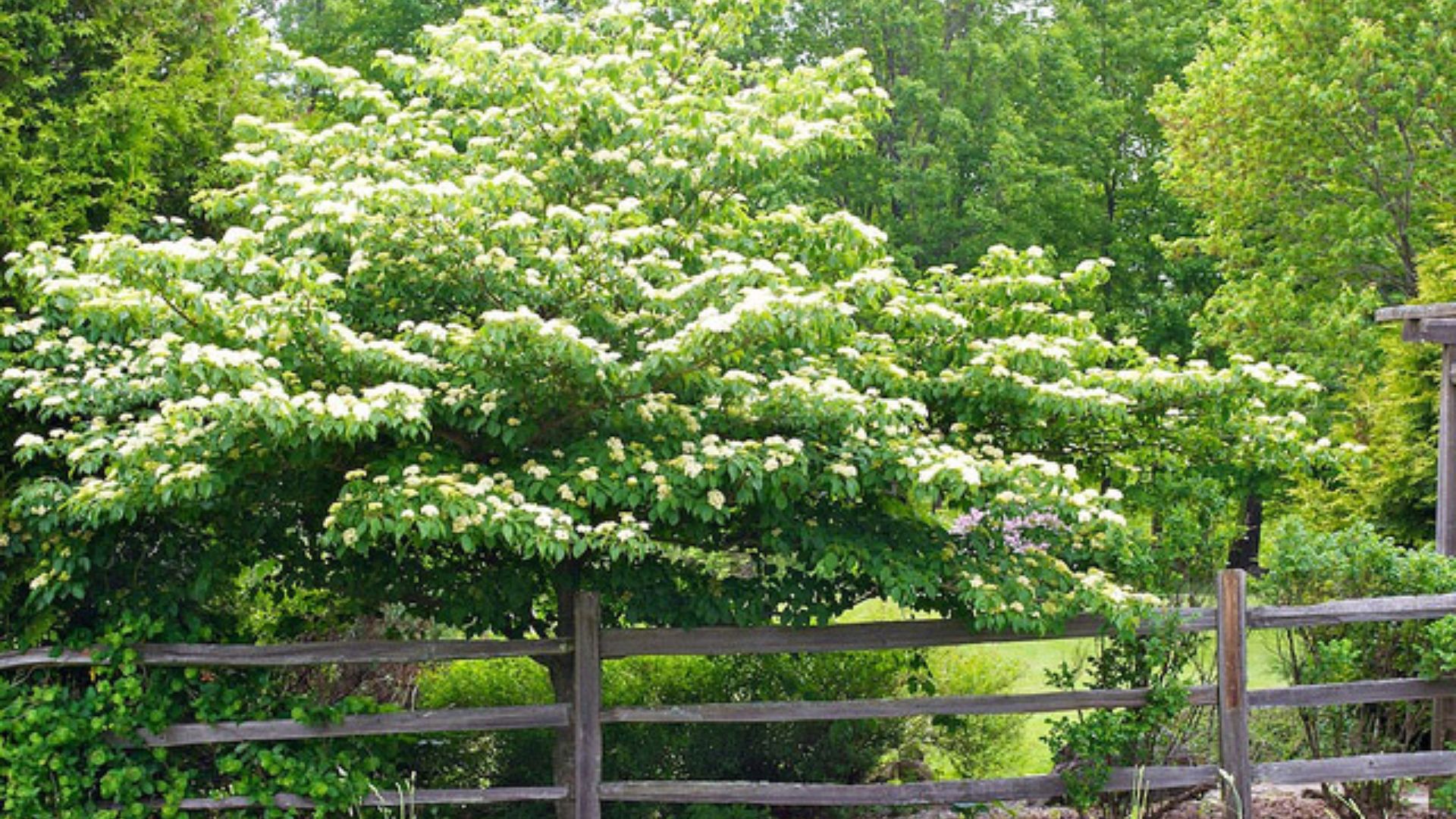 pagoda dogwood