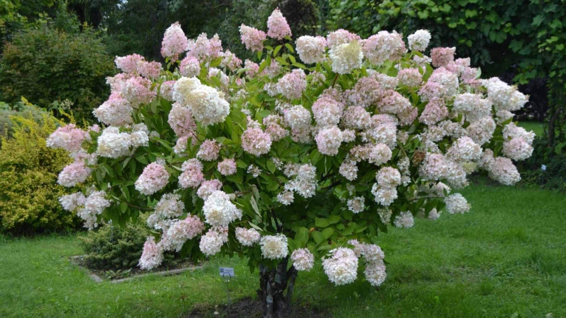 panicle hydrangea