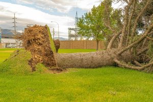 What Homeowners Should Know About Tree Roots and Hidden Plumbing Damage