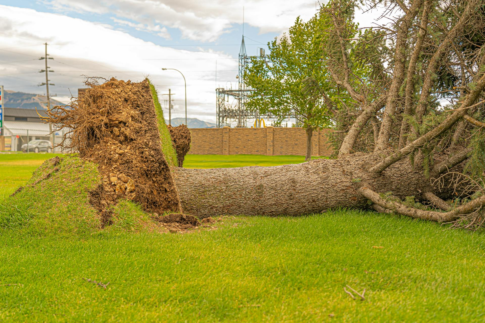 What Homeowners Should Know About Tree Roots and Hidden Plumbing Damage