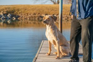 Responsible Pet Ownership in Texas