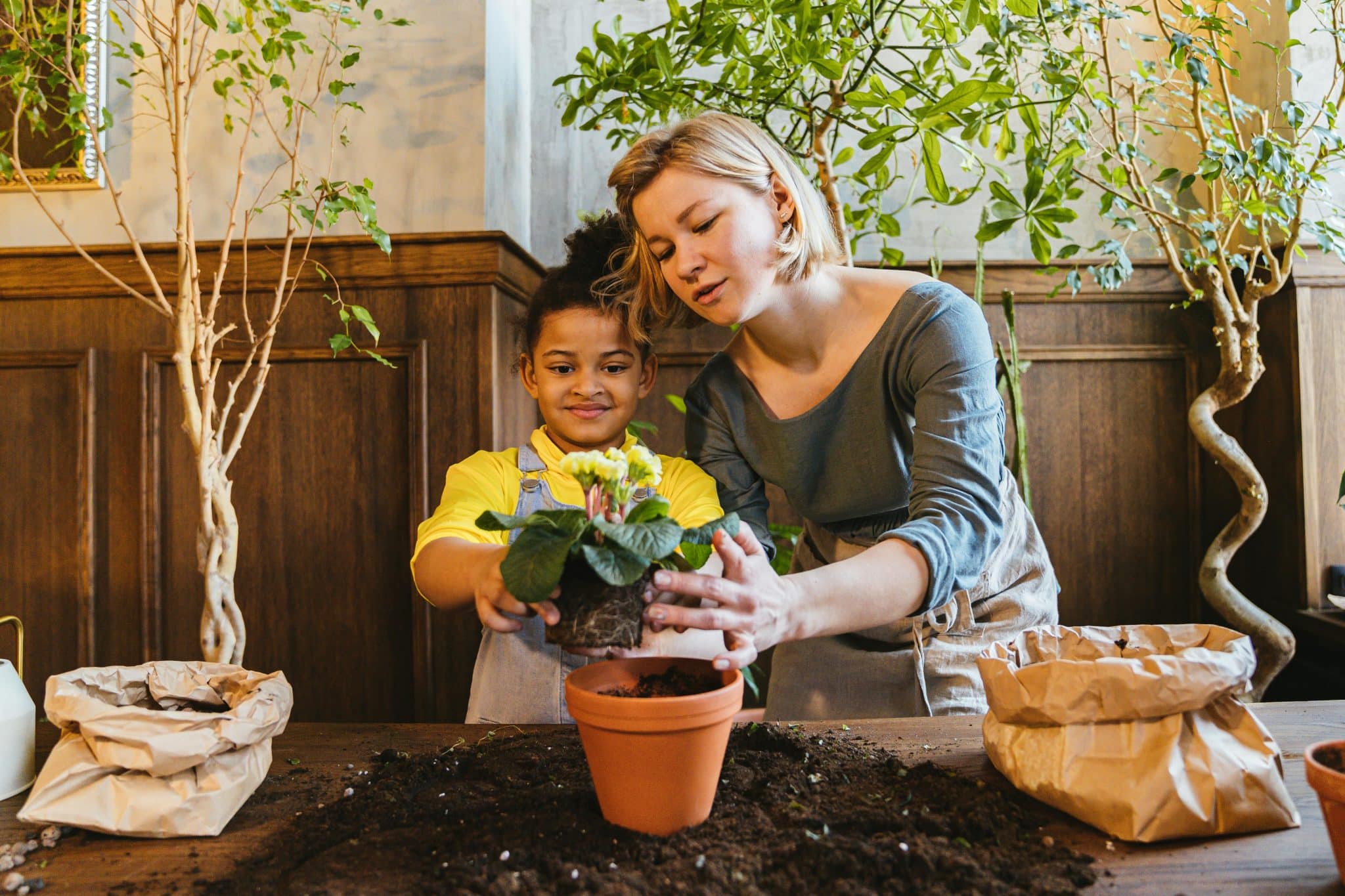 Why Kanna Is Worth Growing as a Mood-Boosting Houseplant