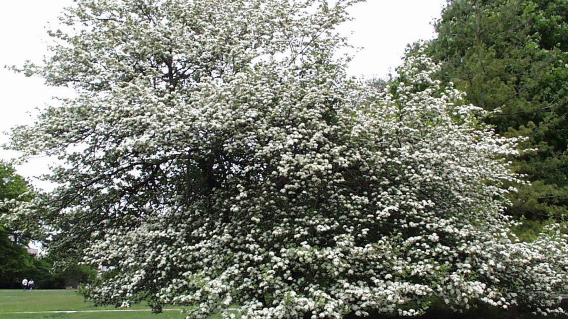 snowbird hawthorn