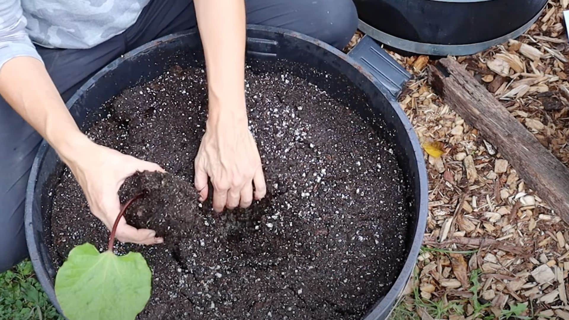 step-4-Plant Rhubarb Correctly