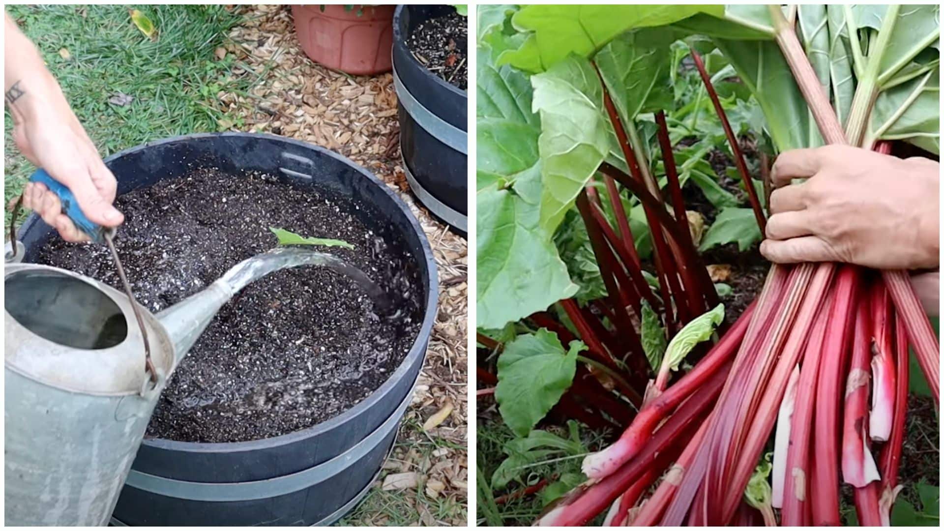 step-5-Water & Harvest Rhubarb