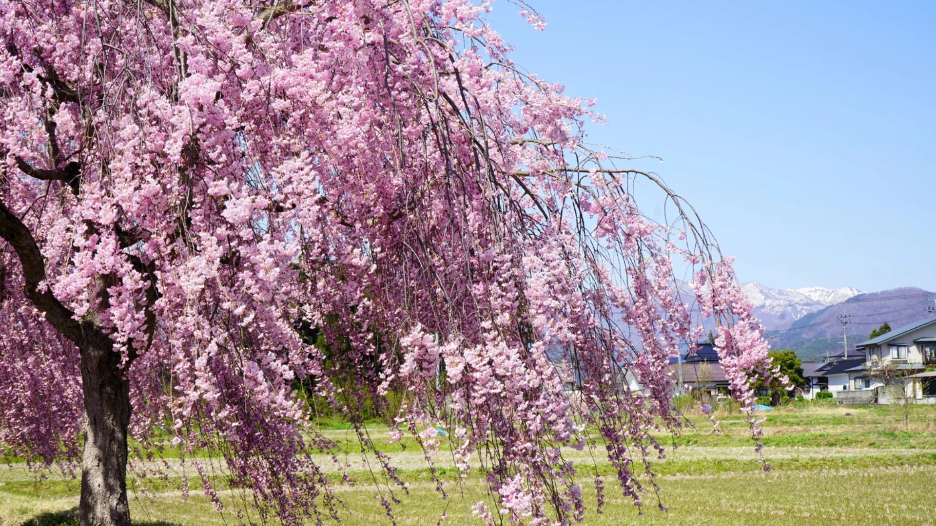 weeping higan cherry