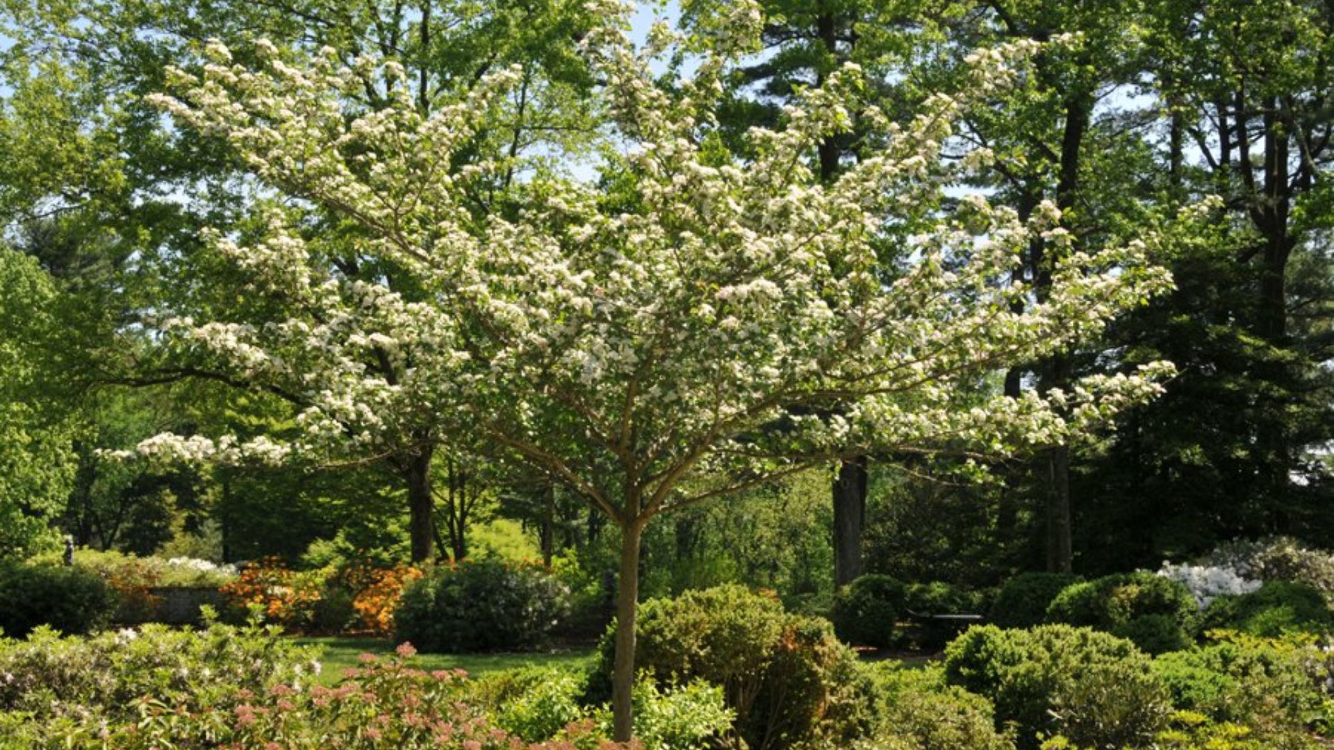 winter king green hawthorn