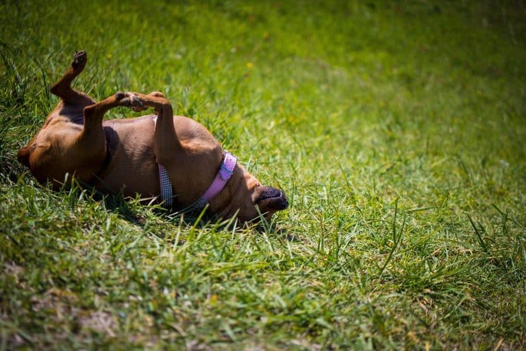 Seasonal Care for Lawns and Gardens With Pets: Winter, Summer & Rainy-Season Considerations for a Pet-Safe Yard