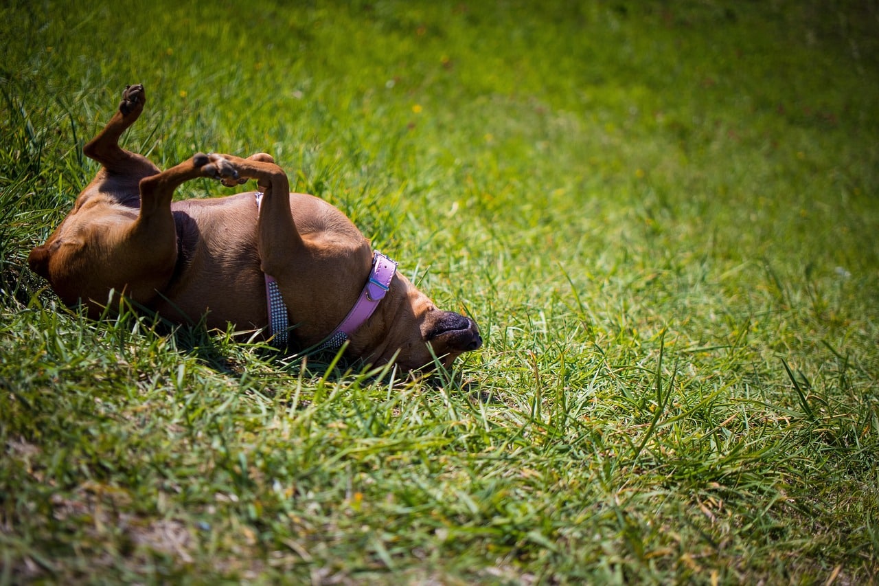 Seasonal Care for Lawns and Gardens With Pets: Winter, Summer & Rainy-Season Considerations for a Pet-Safe Yard