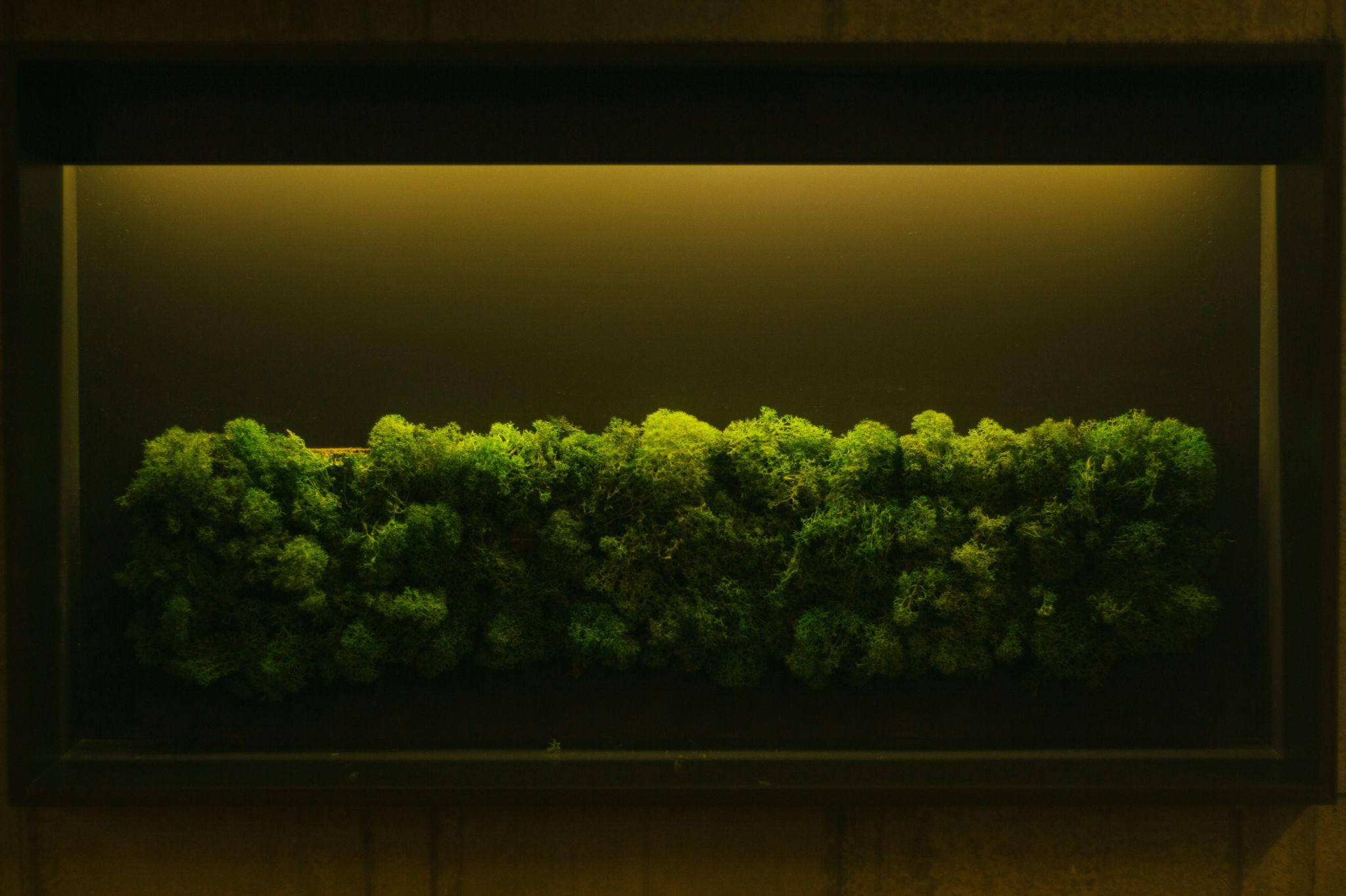 Practical Uses of Moss Decor