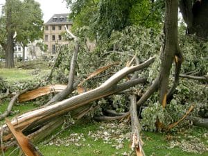 What to Do When a Storm Damages Your Trees