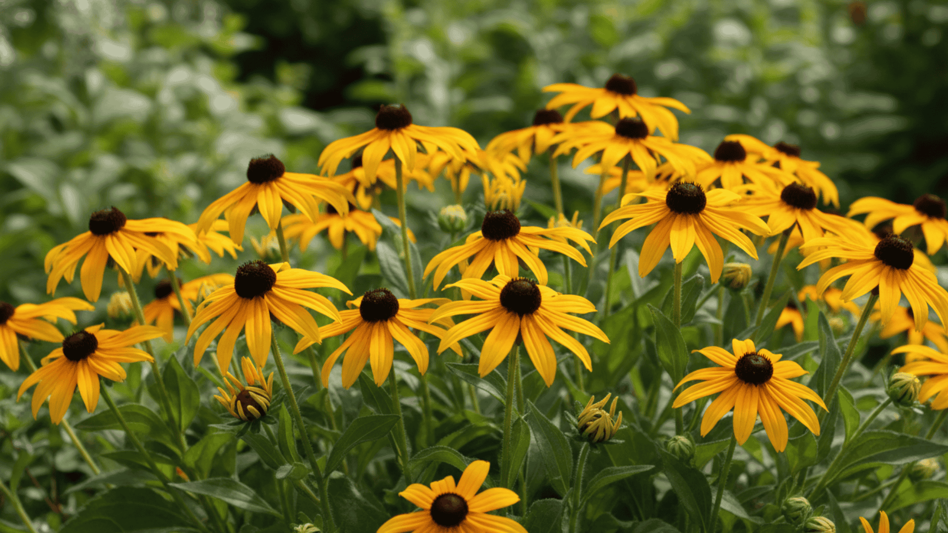 Black Eyed Susans