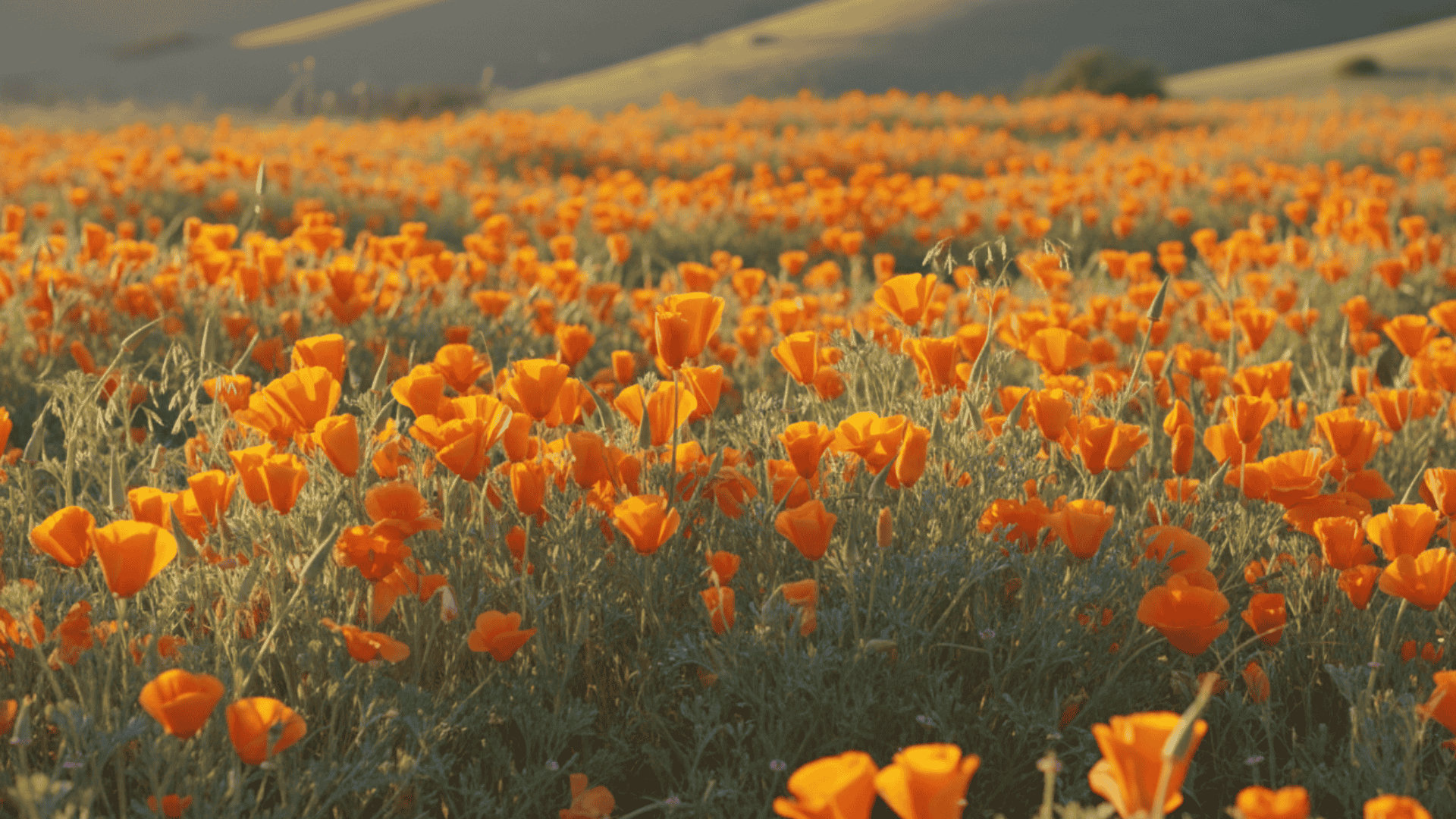 California Poppies