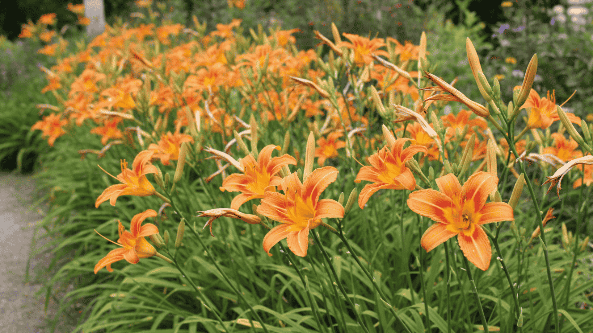 Daylilies