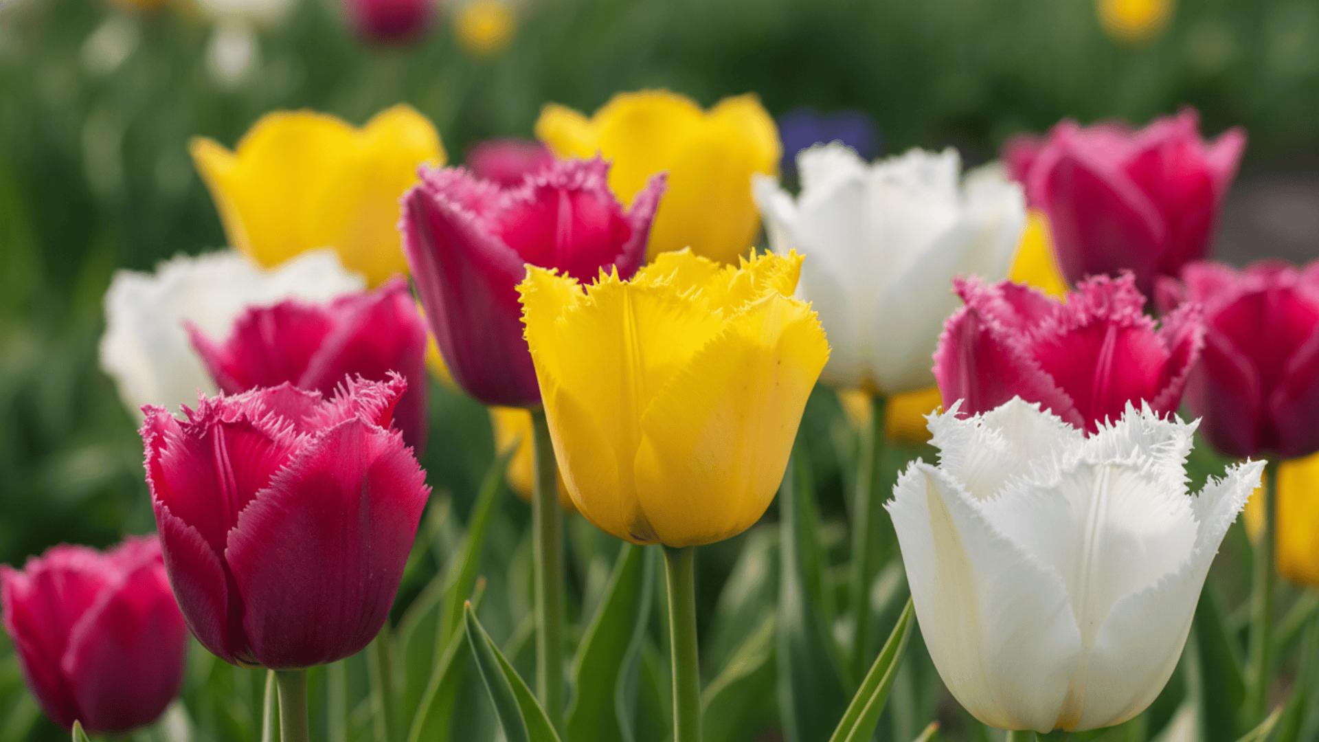 Fringed Tulips