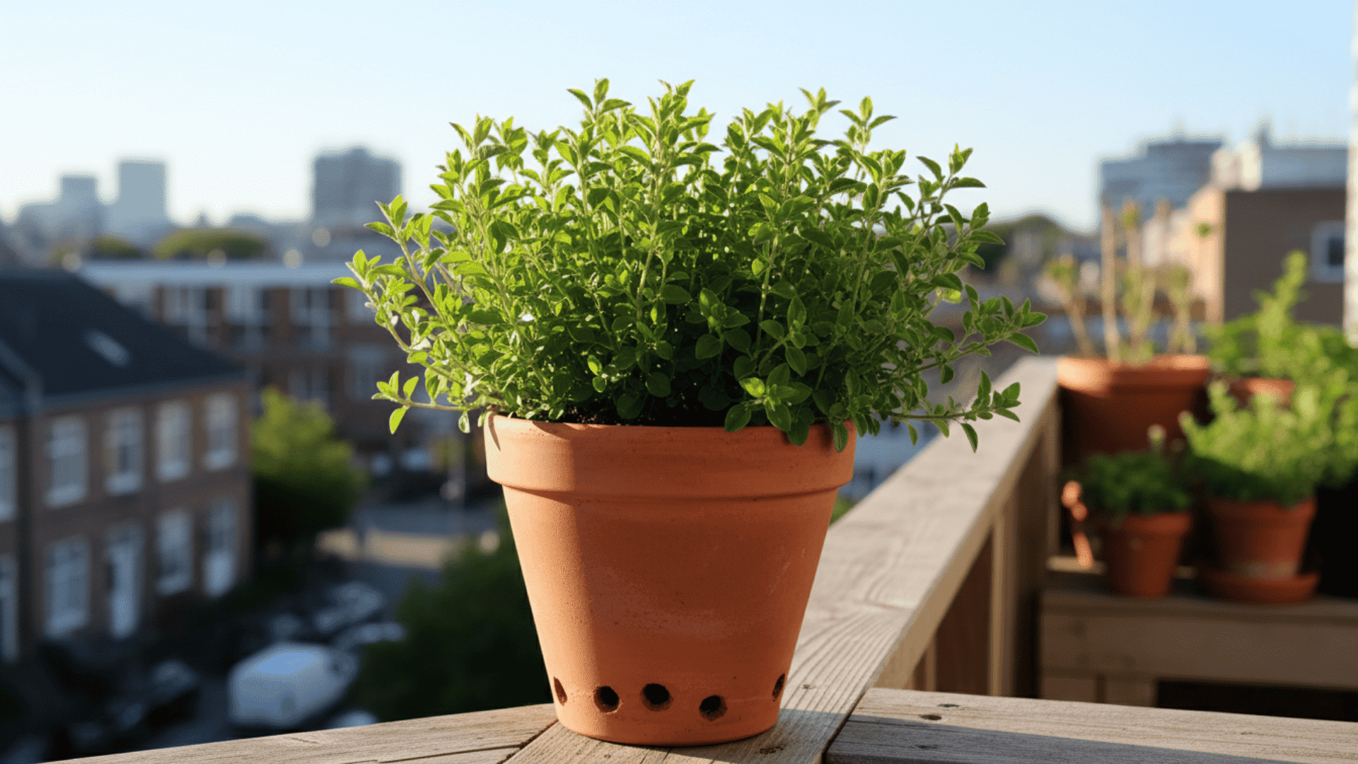 How-to-Grow-Oregano-Pots