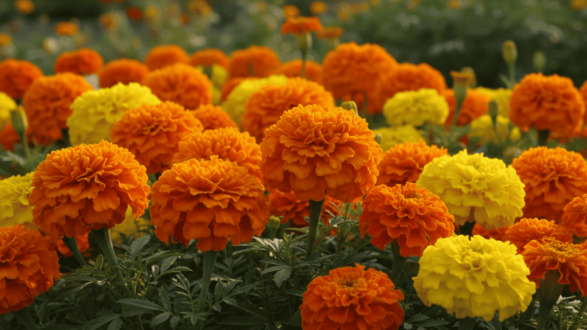 Marigold