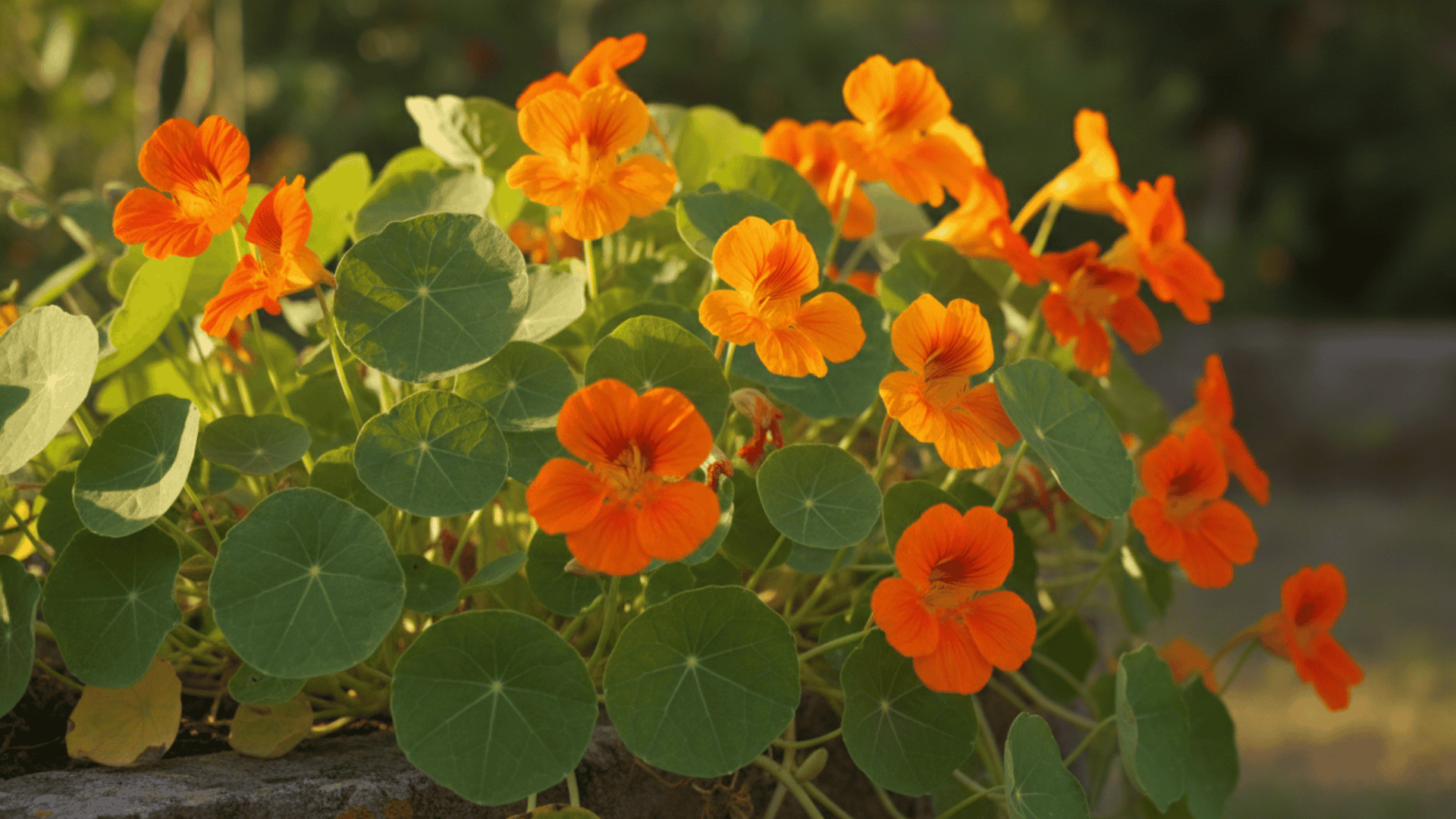 Nasturtiums