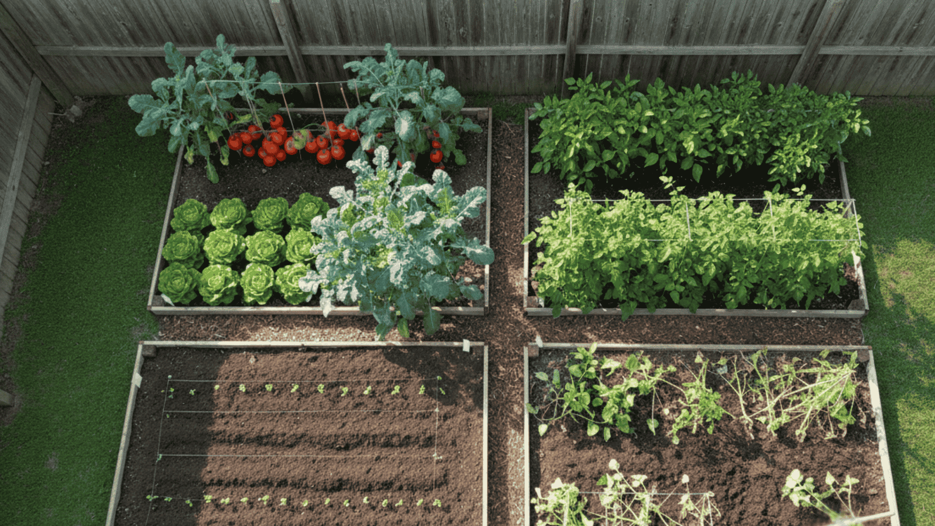 Seasonal Vegetable Backyard Garden