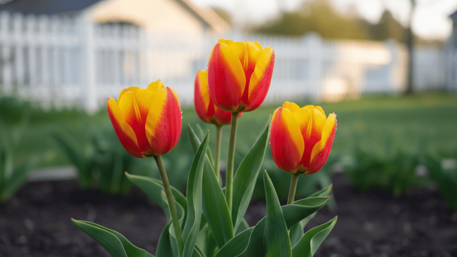 Single Early Tulips