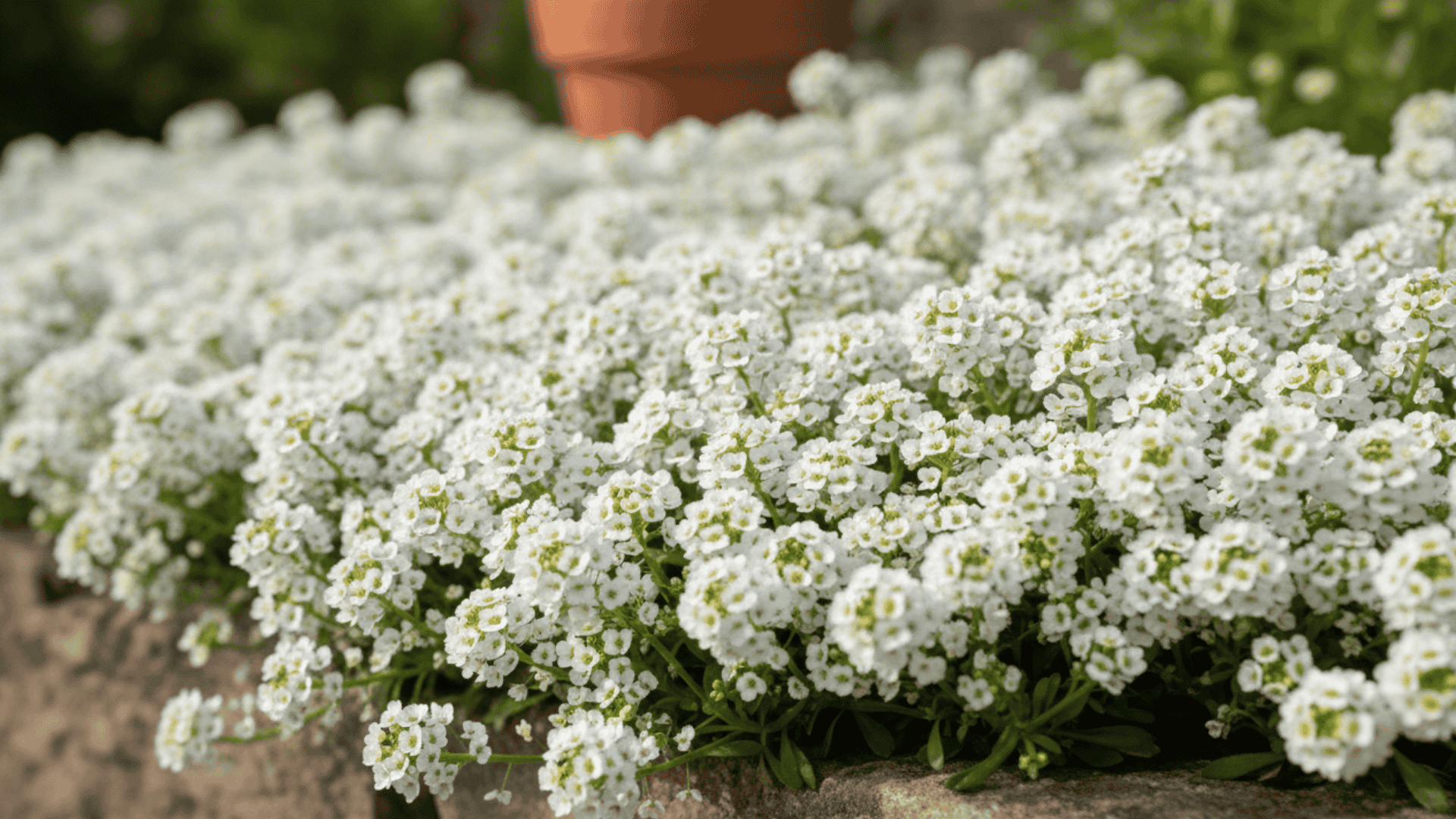 Sweet Alyssum
