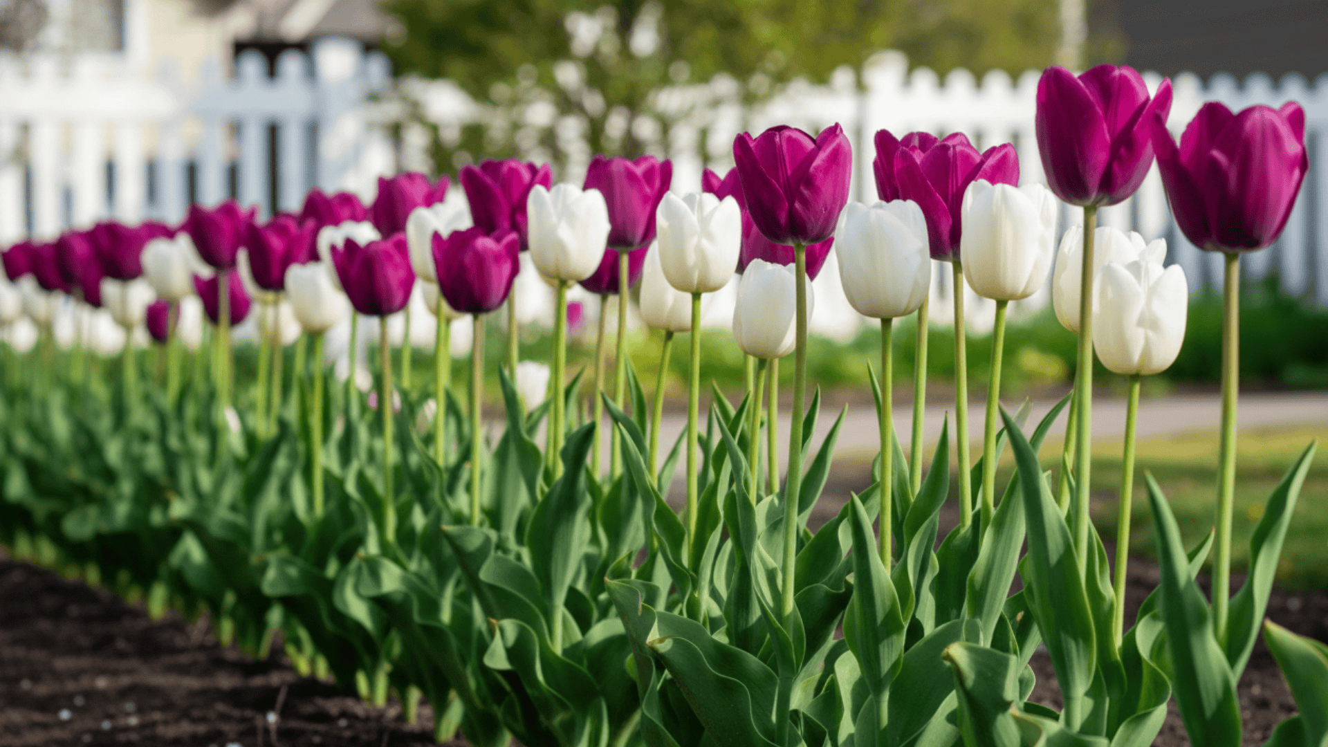 Triumph Early Tulips