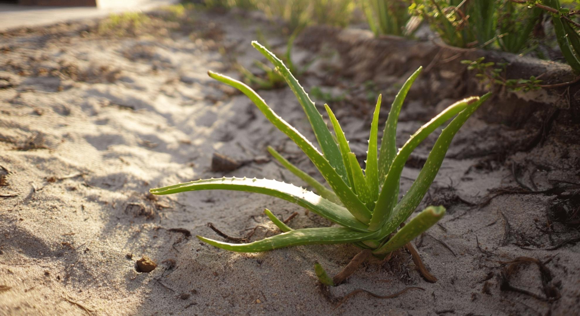 aloe vera outdoors how to care for your plant in a garden