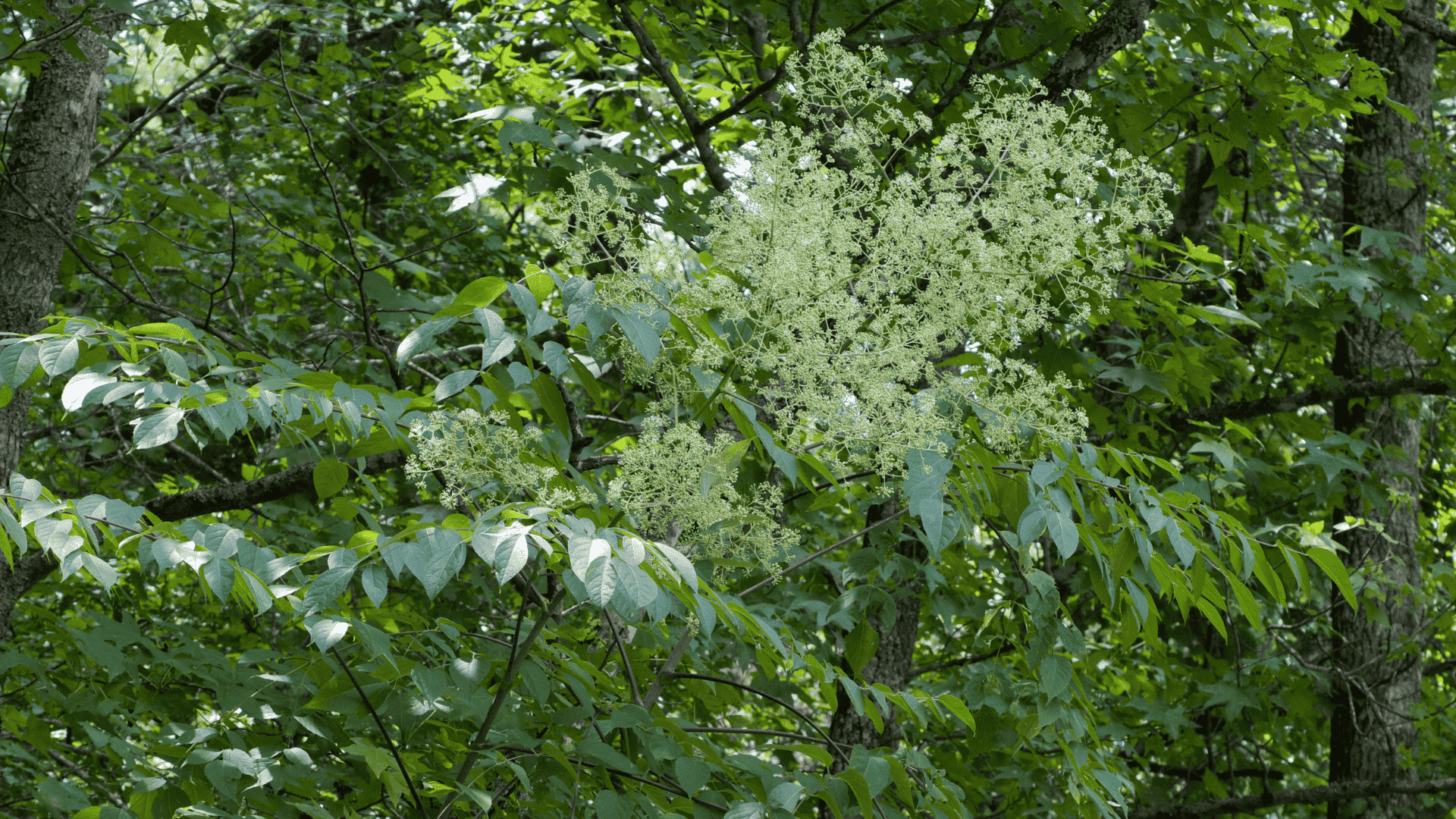 aralia spinosa devil s walking stick