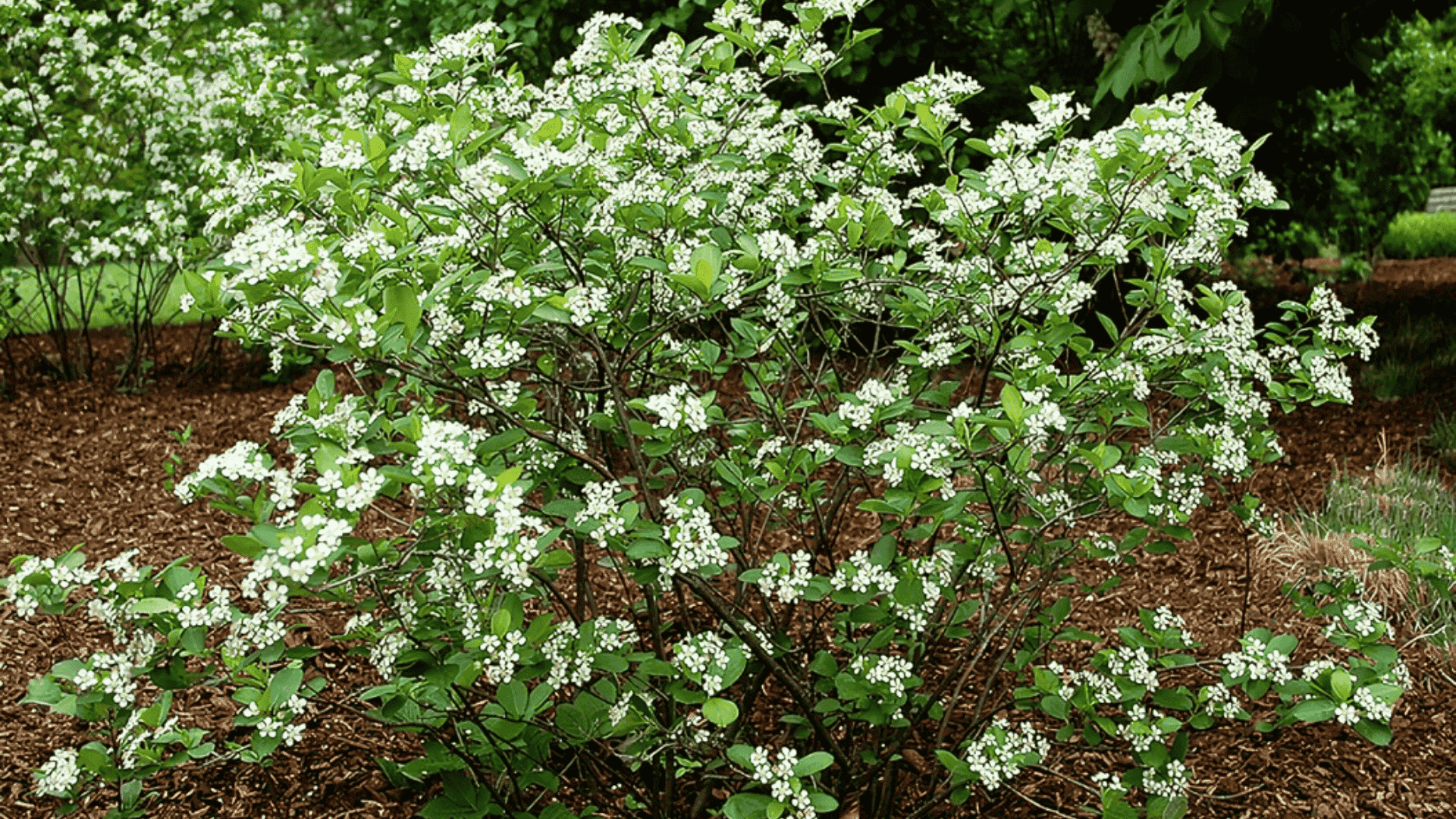 aronia melanocarpa black chokeberry