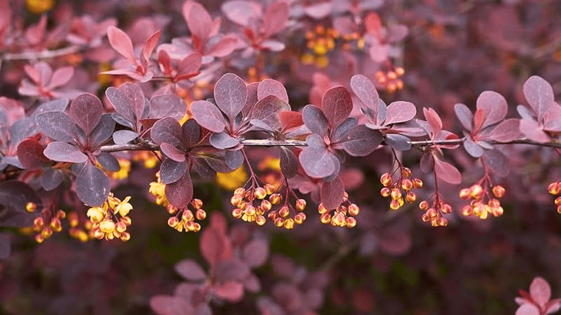 berberis thunbergii japanese barberry