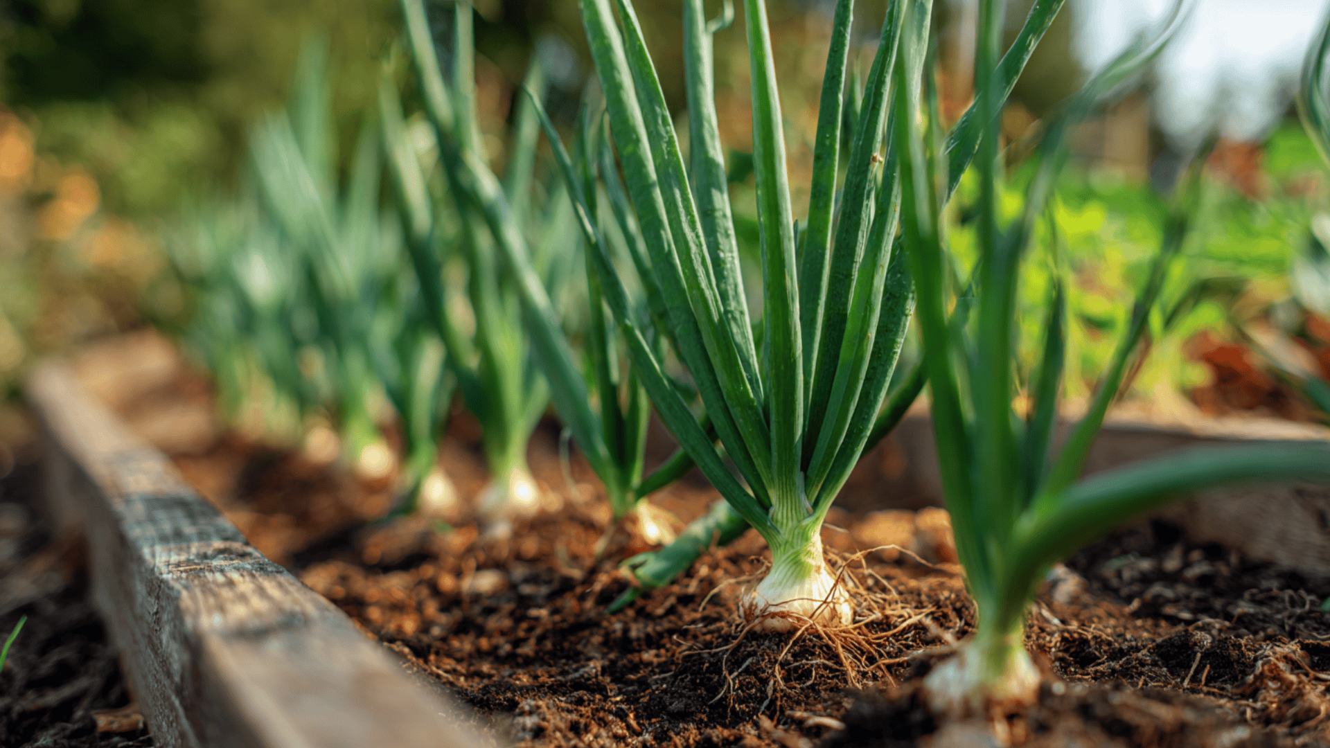 best places to grow onions